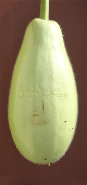  Fruit